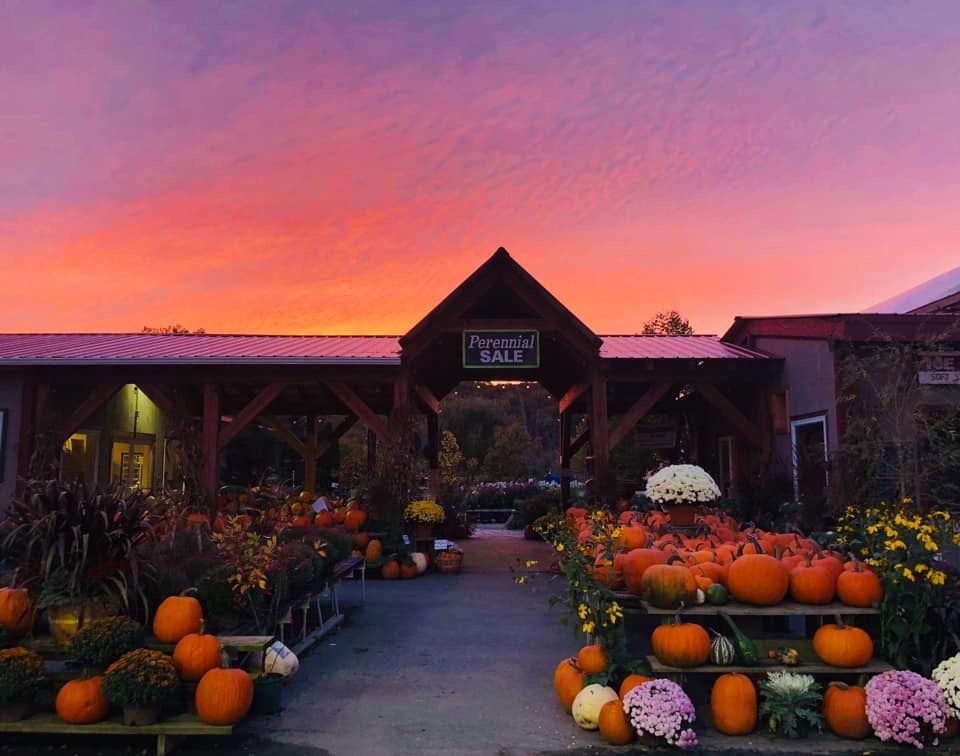 Greenhouse entrance and pumpkins